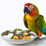 comida para aves PRUEBA
