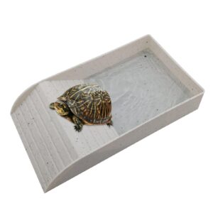 tortugas y reptiles prueba
